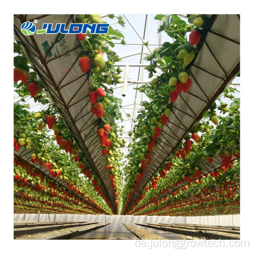 Landwirtschaftliche Gewächshaus -Erdbeeren Wachstumssysteme